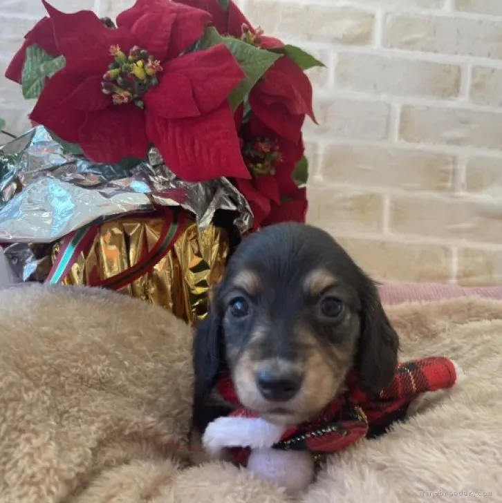 ID：2311-01188の子犬