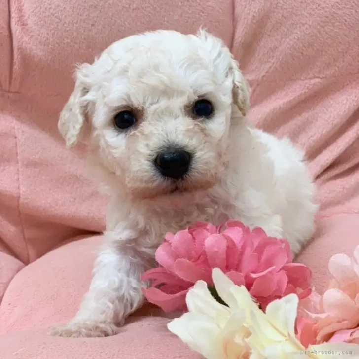 ID：2305-03597の子犬