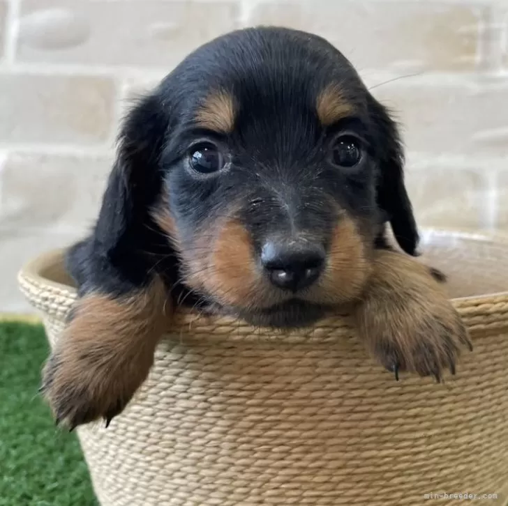 ID：2406-03263の子犬