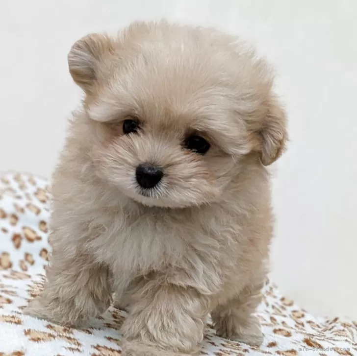 ID：2508-07889の子犬