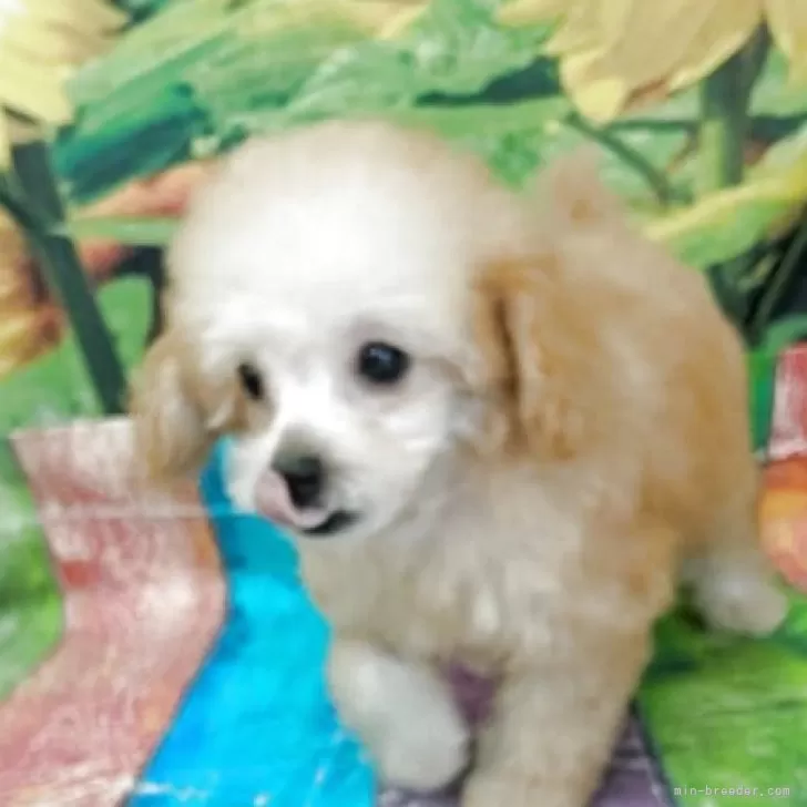 ID：2508-01106の子犬