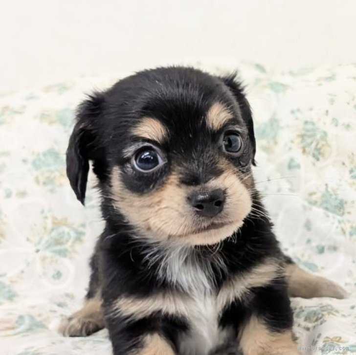 ブリーダー画像