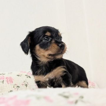 ミックス(ダックスフンド×ヨークシャーテリア)【宮崎県・女の子・2025年10月30日・ブラック&タン】の写真「見た目はほぼMダックス😄食べも良くもう走れます」