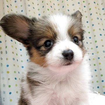 パピヨン【宮崎県・女の子・2025年5月6日・ホワイト&ブラウン】の写真「かわい子振ってるけど マジ可愛いです😆💖」