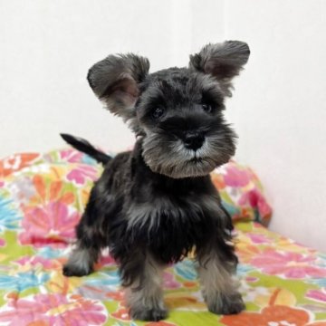 ミニチュアシュナウザー【宮崎県・女の子・2025年6月20日・ソルト&ペッパー】の写真「小さすぎて　トイシュナウザーと呼びたい😆💕」