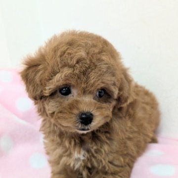 トイプードル(トイ)【宮崎県・女の子・2025年7月17日・レッド】の写真「控えめ女の子💖つまり顔に多い噛み合わせアンダー」
