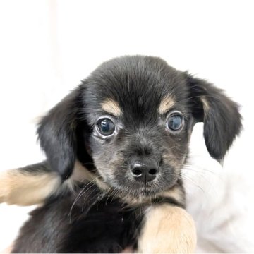 チワックス(チワワ×ダックスフンド)【宮崎県・男の子・2025年9月4日・ブラックタン】の写真「お母さん似の明るい性格　いつもニコニコ愛想良し😊」