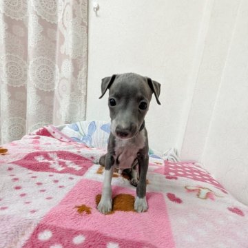 イタリアングレーハウンド【宮崎県・女の子・2025年6月29日・ブルー&ホワイト】の写真「穏やかで集中力のある女子です😊💖」