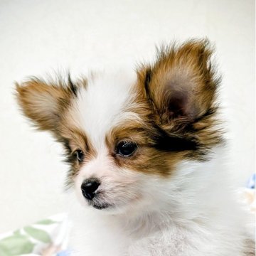 パピヨン【宮崎県・男の子・2025年6月19日・ホワイト&ブラウン】の写真「穏和で、物静かな性格がお顔に出てます☺️💞」