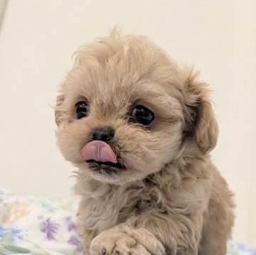 ペキプー(トイプードル×ペキニーズ)【宮崎県・男の子・2025年9月18日・アプリコット】の写真「おチビだけど良く食べ良くはしゃぐ😘ギュとハグして」