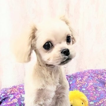 ペキプー(トイプードル×ペキニーズ)【宮崎県・男の子・2025年8月5日・アプリコット】の写真「とてもとても甘えん坊です、💕」