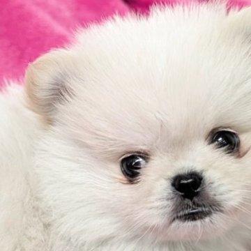 ミックス(ポメラニアン×ペキニーズ)【宮崎県・男の子・2025年10月16日・アイボリー】の写真「ポメラニアンが雪だるまになった様な外見です💕」