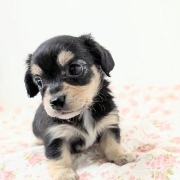 チワックス(チワワ×ダックスフンド)【宮崎県・女の子・2025年10月24日・ブラックタン&ホワイト】の写真「なでなですると　お腹ゴロンと見せちゃう女子💞」