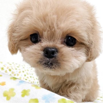 ペキプー(トイプードル×ペキニーズ)【宮崎県・男の子・2025年9月18日・アプリコット】の写真「おチビだけど良く食べ良くはしゃぐ😘ギュとハグして」