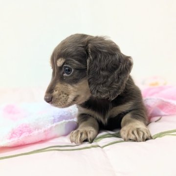 ミニチュアダックスフンド(ロング)【宮崎県・女の子・2025年9月23日・チョコタン】の写真「尻尾ブンブン！でも騒がないお利口さんです😃💞」