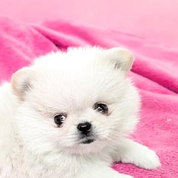 ミックス(ポメラニアン×ペキニーズ)【宮崎県・男の子・2025年10月16日・アイボリー】の写真「ポメラニアンが雪だるまになった様な外見です💕」