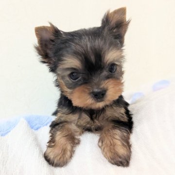 ヨークシャーテリア【宮崎県・女の子・2025年7月7日・スティールブルー&タン】の写真「哺乳してくれた　ばぁばのお膝が一番好き💞☺️💞」