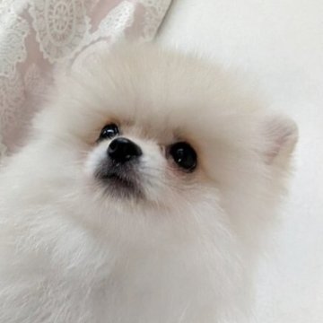ポメラニアン【宮崎県・男の子・2025年7月10日・クリーム】の写真「おもちゃより人間大好き！抱っこされるのもっと好💕」