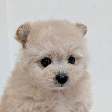 ポメプー(ポメラニアン×トイプードル)【宮崎県・女の子・2025年10月28日・アプリコット】の写真「留守番は平気な一人っ子😄なでなでは超嬉しい💕」