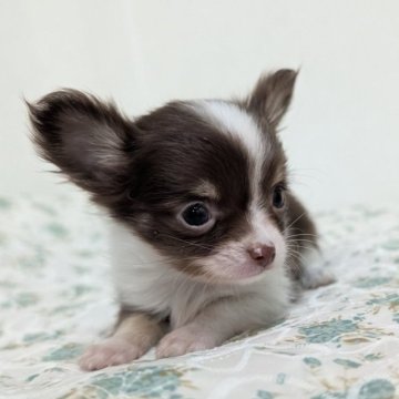 チワワ(ロング)【宮崎県・男の子・2025年10月10日・チョコタン&ホワイト】の写真「2番目に小さい男の子😆ちっちゃ可愛い✌️💕」