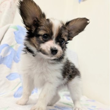 パピヨン【宮崎県・男の子・2025年5月6日・ホワイト&ブラウン】の写真「マズルの茶毛が薄れてくれば満点の出来😃✌️」