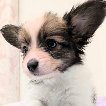 パピヨン【宮崎県・男の子・2025年6月20日・ホワイト&ブラウン】の写真「整った柄と立派な立ち姿は　ショードッグの様❣️」