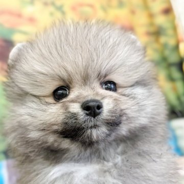 ポメラニアン【宮崎県・男の子・2025年6月19日・オレンジセーブル】の写真「パパママに似てないカラーで産まれました❣️」
