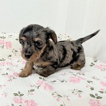 ミックス(ダックスフンド×ヨークシャーテリア)【宮崎県・女の子・2025年10月30日・シルバーダップル】の写真「見た目はほぼMダックス😄動きも食べも良いです💞」