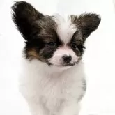 パピヨン