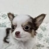 チワワ(ロング)