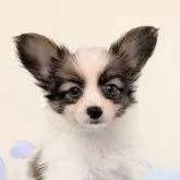 パピヨン【宮崎県・男の子・2025年6月20日・ホワイト&ブラウン】の写真1