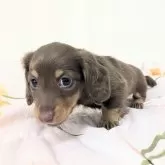 ミニチュアダックスフンド(ロング)【宮崎県・女の子・2025年9月23日・チョコタン】の写真1