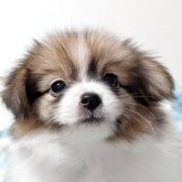 パピヨン