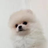 ポメラニアン