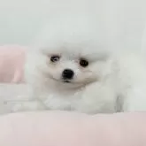 ポメラニアン