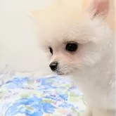 ポメラニアン【宮崎県・男の子・2025年7月10日・クリーム】の写真1「見た目より　ちっちゃめsize☺️」