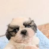シーズー