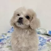 ペキプー(トイプードル×ペキニーズ)【宮崎県・男の子・2025年8月5日・アプリコット】の写真1