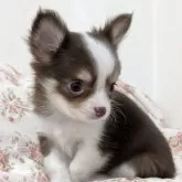 チワワ(ロング)