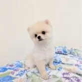 ポメラニアン【宮崎県・男の子・2025年7月10日・クリーム】の写真2