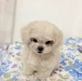 ペキプー(トイプードル×ペキニーズ)【宮崎県・男の子・2025年8月5日・アプリコット】の写真3