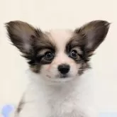 パピヨン【宮崎県・男の子・2025年6月20日・ホワイト&ブラウン】の写真4