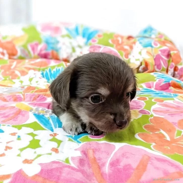 チワックス(チワワ×ダックスフンド)【宮崎県・女の子・2025年9月