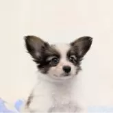 パピヨン【宮崎県・男の子・2025年6月20日・ホワイト&ブラウン】の写真5