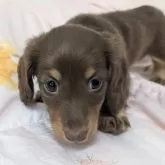 ミニチュアダックスフンド(ロング)【宮崎県・女の子・2025年9月23日・チョコタン】の写真6