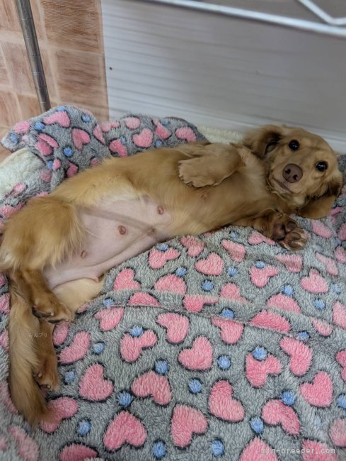 ミニチュアダックスフンド(ロング)【・女の子・2022年2月18日・ゴールド】