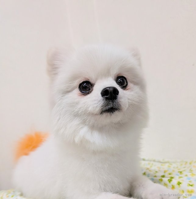 オーダー受付　ポメラニアン　ご予約ページ　5/17 お母さん | なつきちゃん | ポメラニアン | 中川小夜子ブリーダー