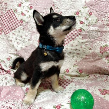 柴犬(標準サイズ)【秋田県・男の子・2025年6月20日・黒】の写真「青色リボンの男の子！！✨」