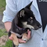 柴犬(標準サイズ)