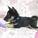 柴犬(標準サイズ)【秋田県・男の子・2025年6月20日・黒】の写真3